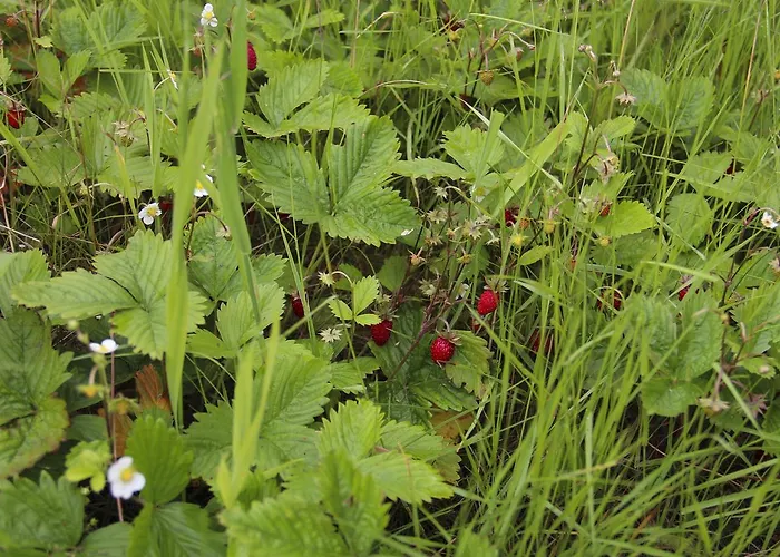 Ansgar Summerhotel קריסטיאנסאנד