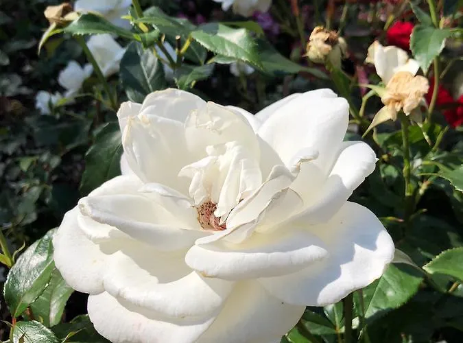 Ansgar Summerhotel 3* קריסטיאנסאנד