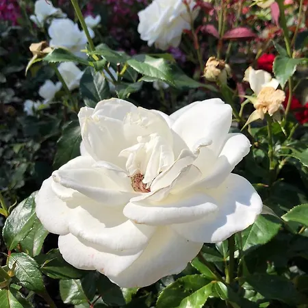 Ansgar Summerhotel 3* Kristiansand